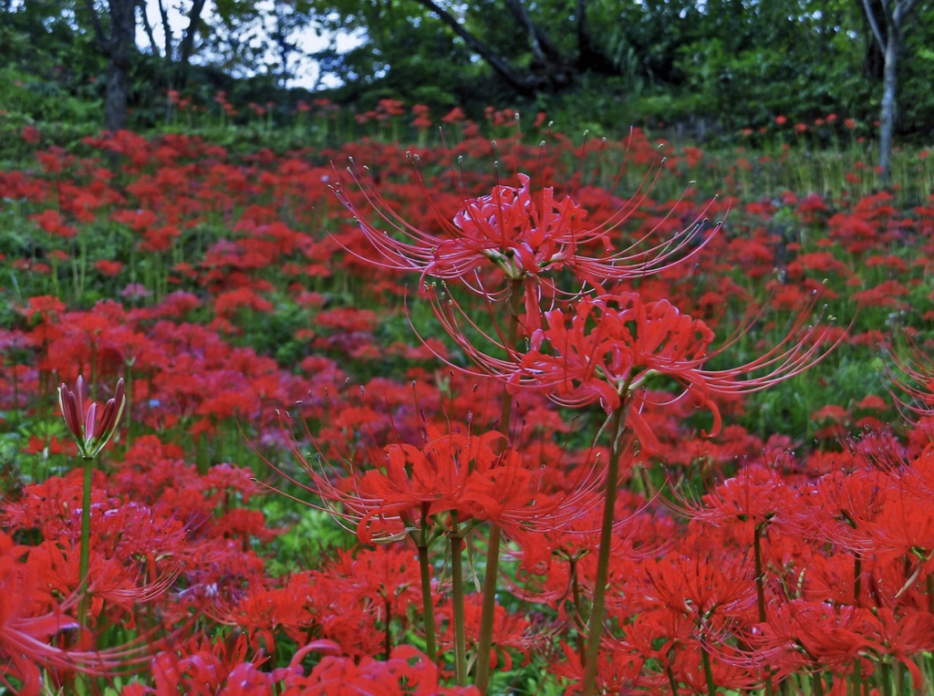 遣らずの雨 前日譚