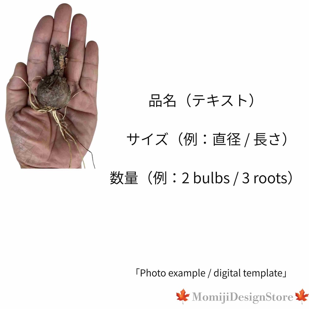 植物販売向け Canva商品画像テンプレ6枚+鉢サイズバッジ(号数/インチ/2行)DL版