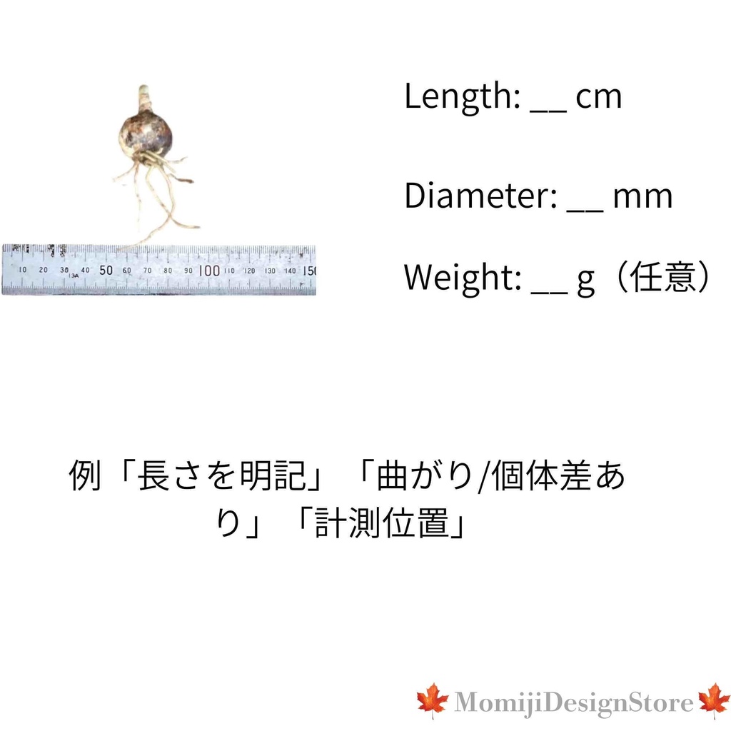 植物販売向け Canva商品画像テンプレ6枚+鉢サイズバッジ(号数/インチ/2行)DL版