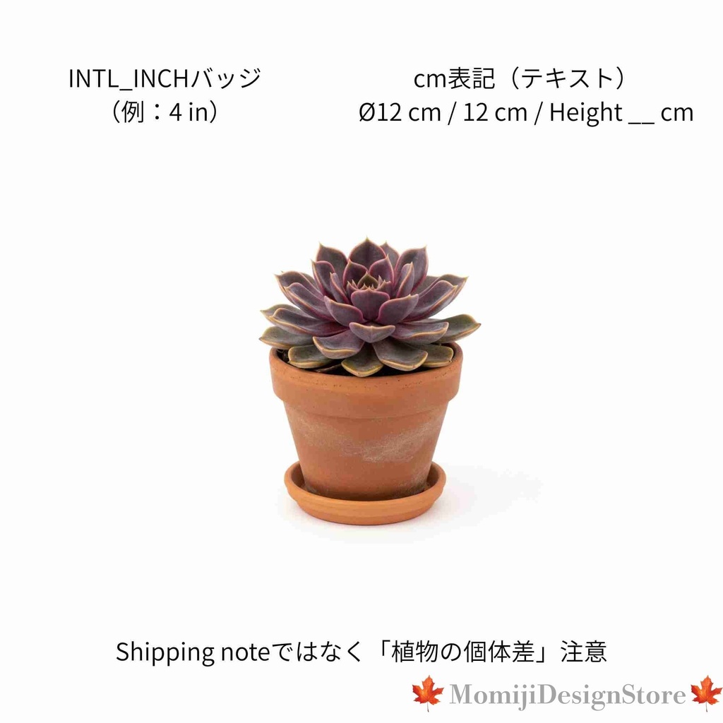 植物販売向け Canva商品画像テンプレ6枚+鉢サイズバッジ(号数/インチ/2行)DL版