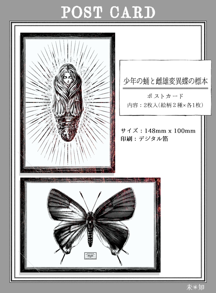 『蝶少年の蛹と雌雄同体的な蝶の標本』オリジナルポストカード 2枚セット