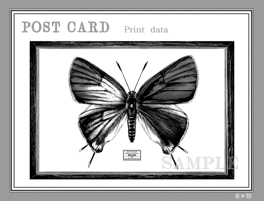 『蝶少年の蛹と雌雄同体的な蝶の標本』オリジナルポストカード 2枚セット