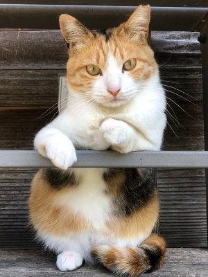 かんちゃんがバーやってる『２号店』