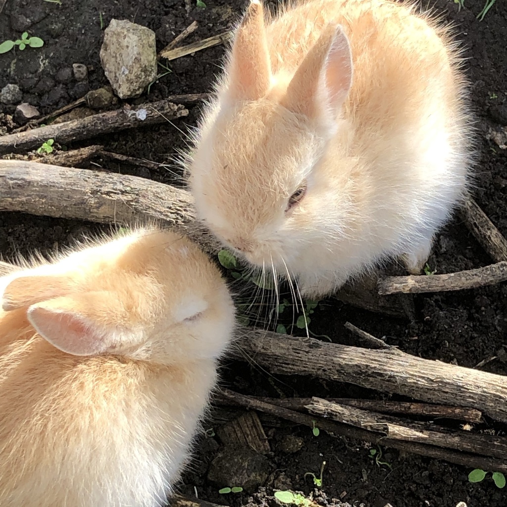 うさぎのアカチャンの写真集３冊セット ヤギまみれ Booth