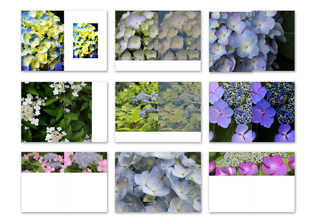 同人誌表紙用素材 紫陽花02