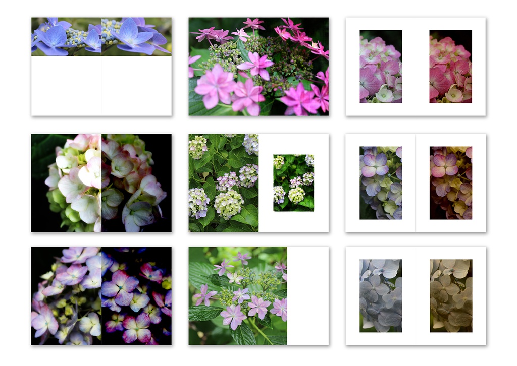 同人誌表紙用素材 紫陽花02