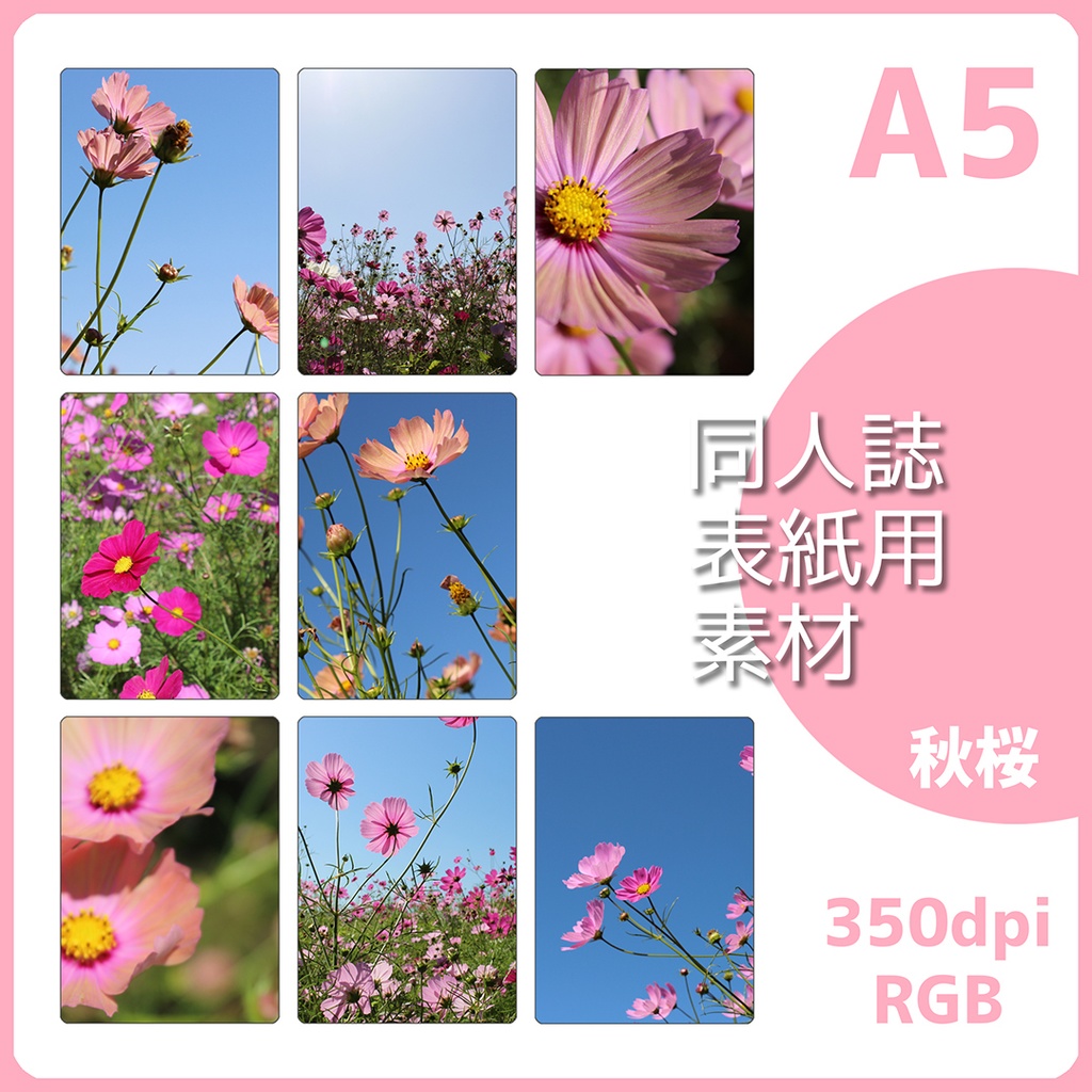 同人誌表紙素材 コスモスの花
