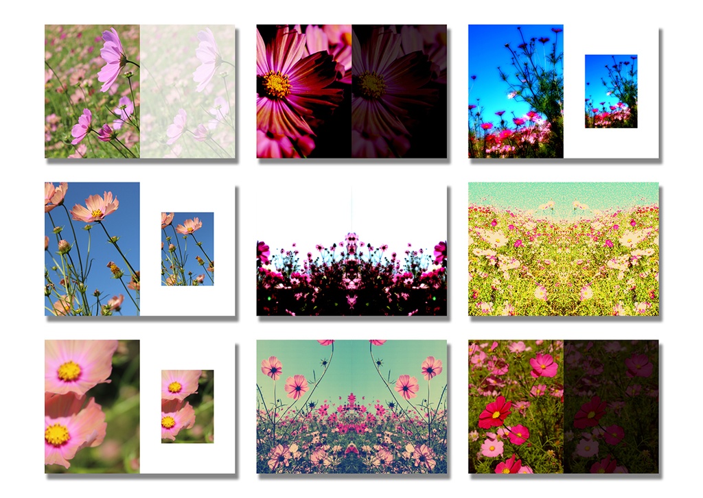 同人誌表紙素材 コスモスの花