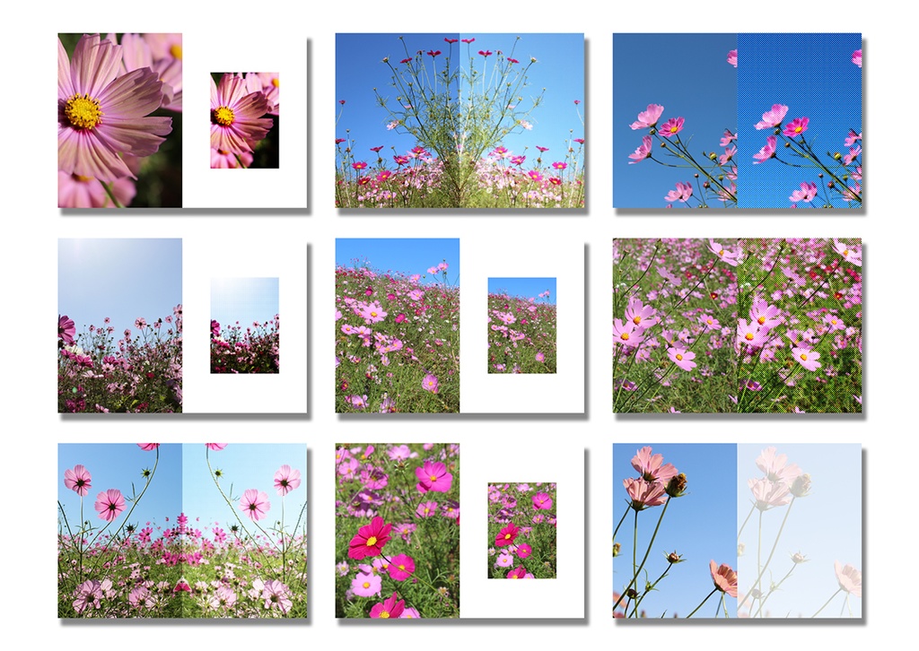 同人誌表紙素材 コスモスの花