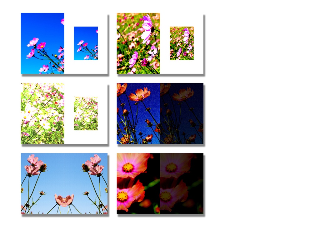 同人誌表紙素材 コスモスの花