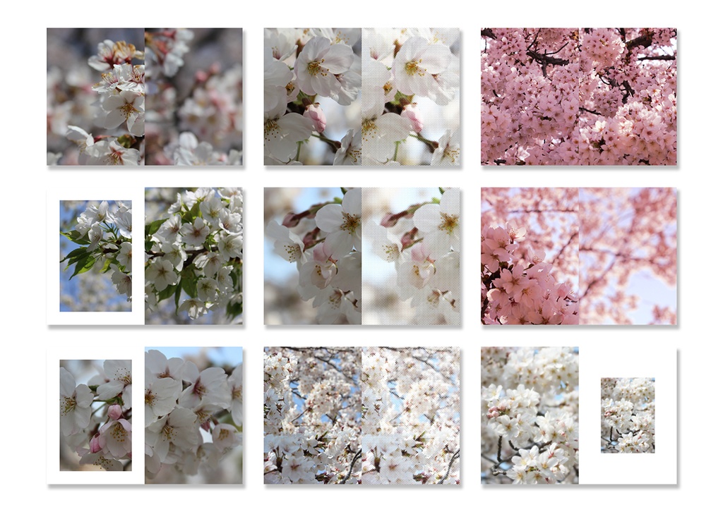 同人誌表紙用素材 桜04