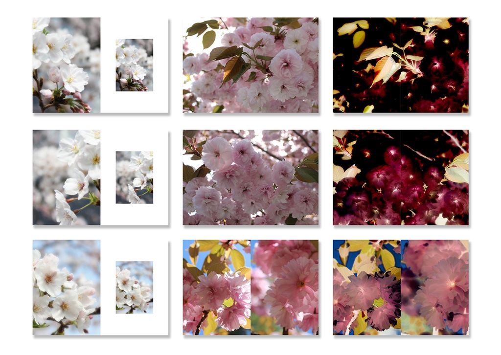 同人誌表紙用素材 桜04