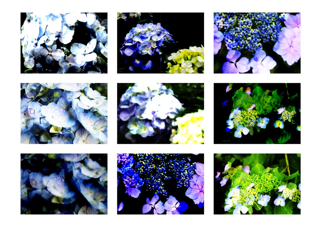 同人誌表紙素材 あじさい 03