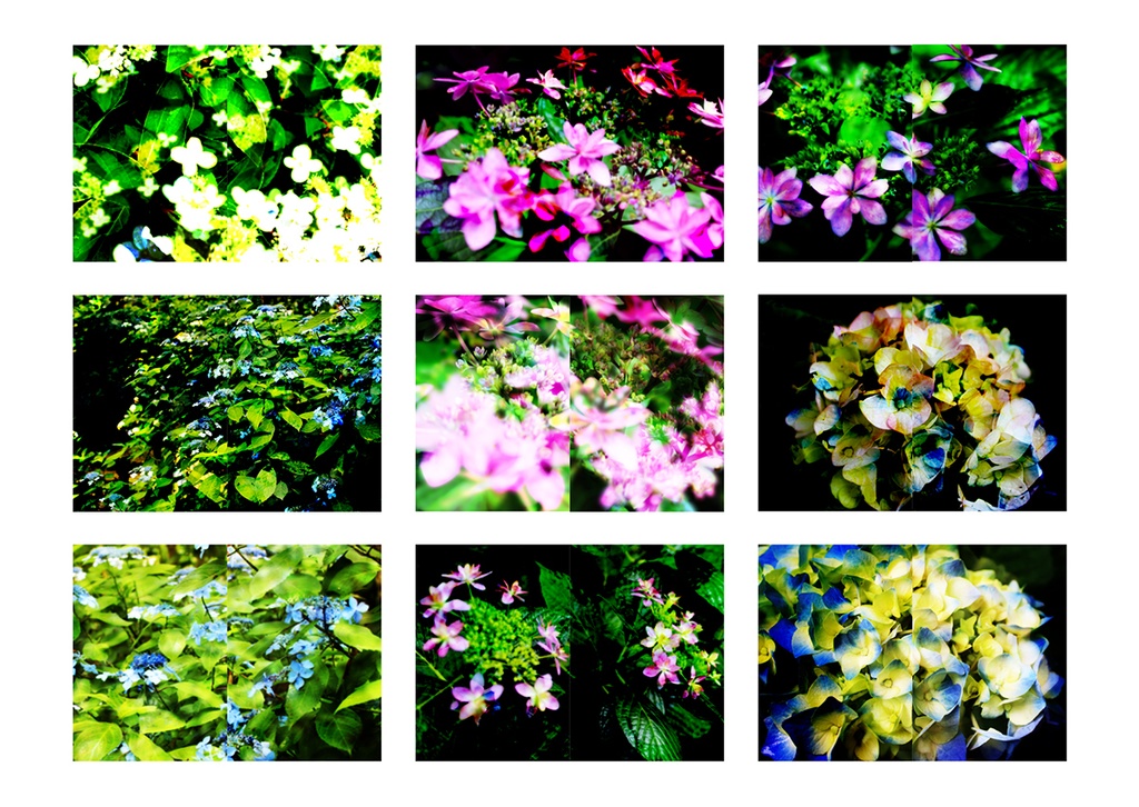 同人誌表紙素材 あじさい 03