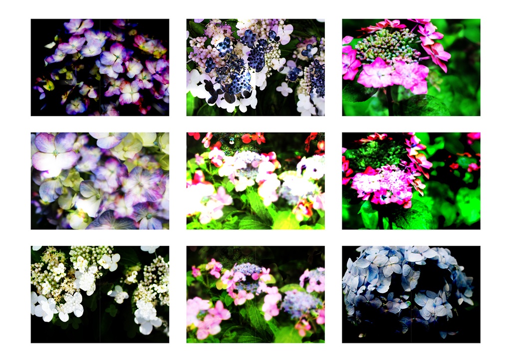 同人誌表紙素材 あじさい 03