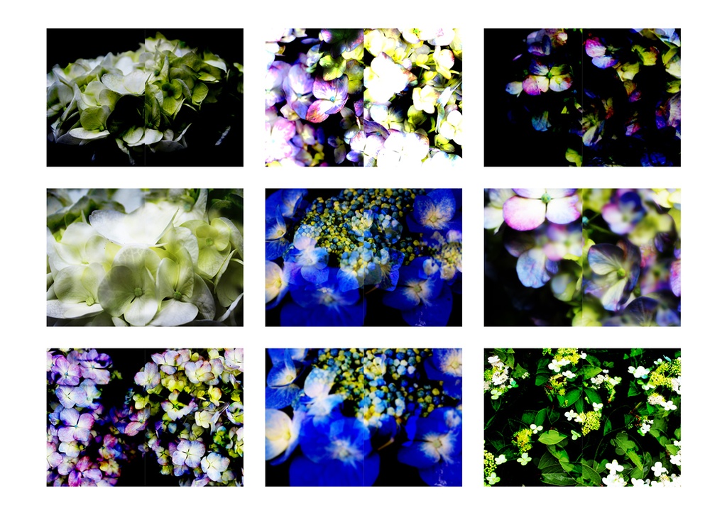 同人誌表紙素材 あじさい 03