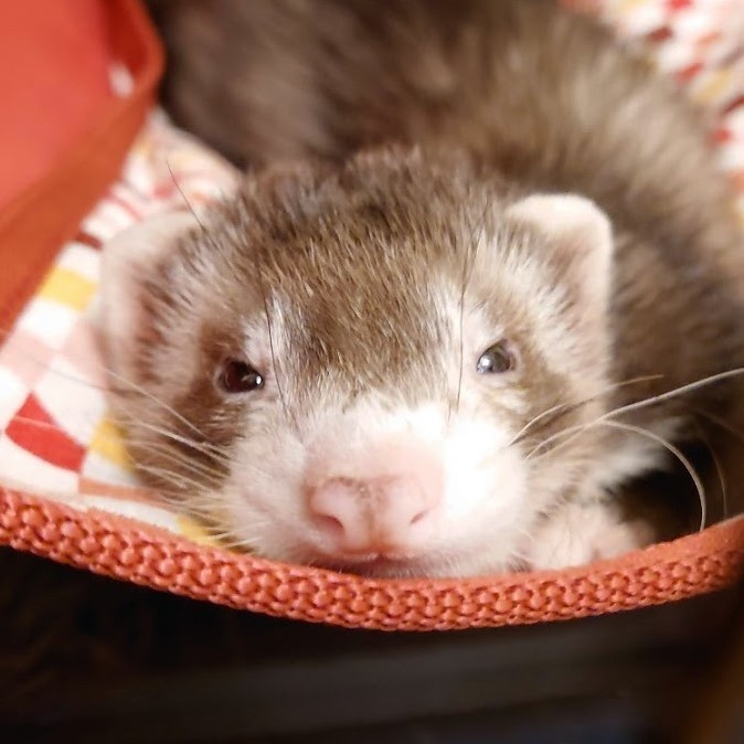 フェレット アクリルキーホルダー 保定姿勢 【夕陽】