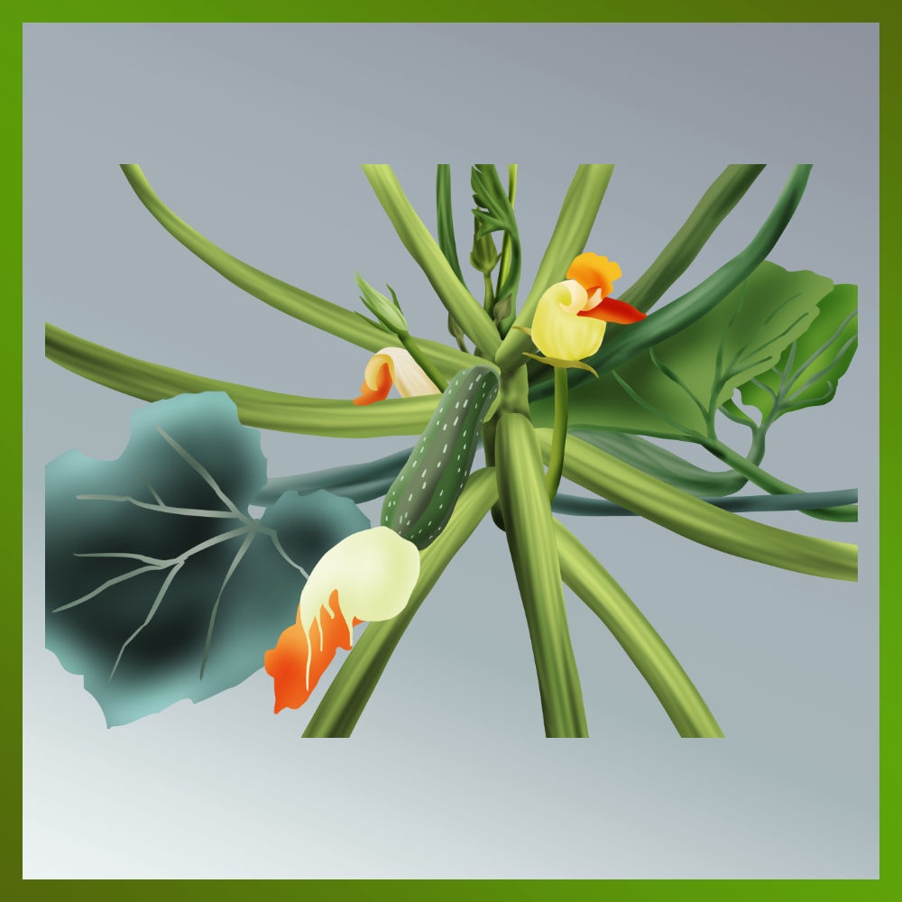 畑のズッキーニの絵の透過（PNG画像） Transparent picture of zucchini in the field (PNG image)