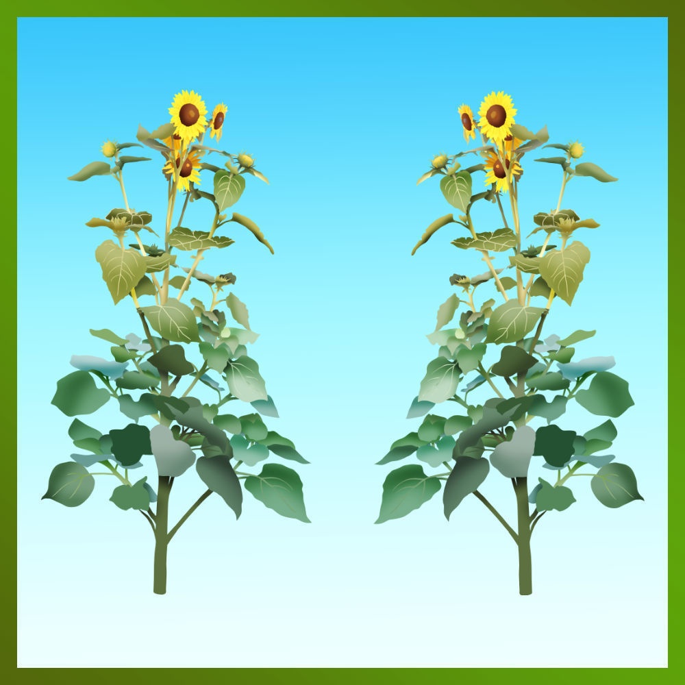 ひまわりの絵の透過（PNG画像） Transparent sunflower picture (PNG image)