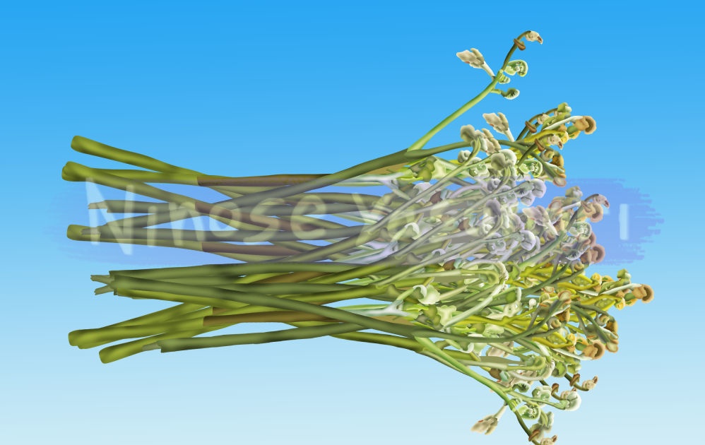 ゼンマイブラシ nino (Wild vegetable brush nino)