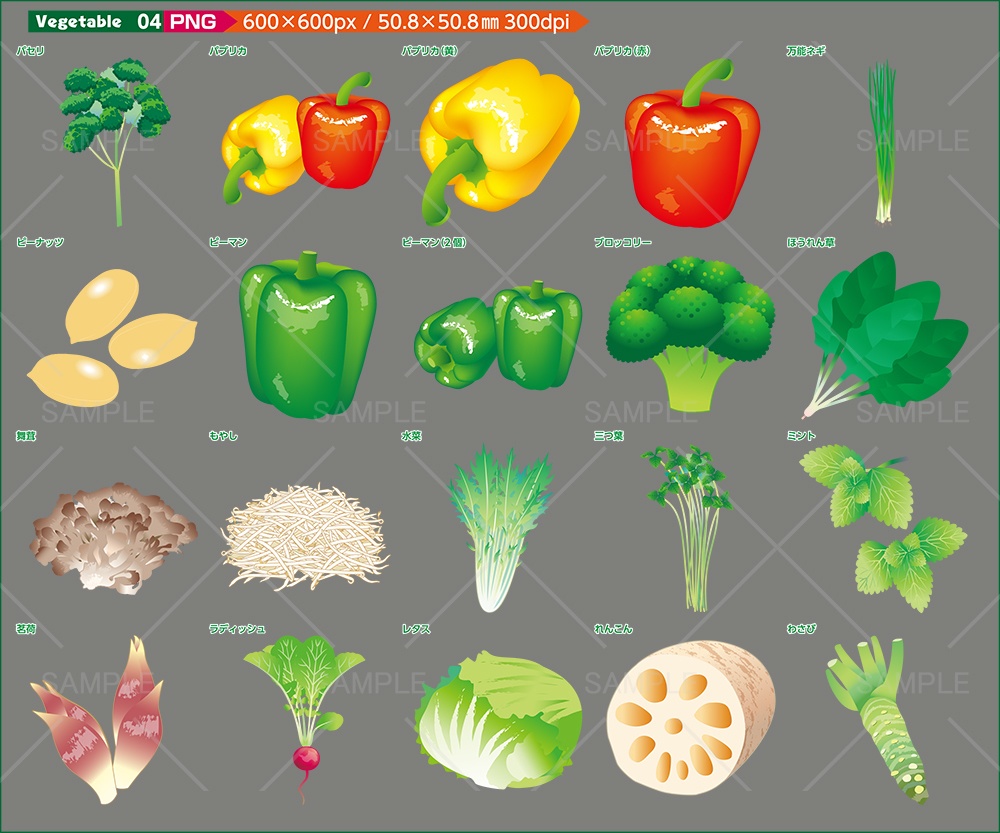 vegetableイラスト素材【JPG・PNG・Ai】メジャー野菜のイラスト