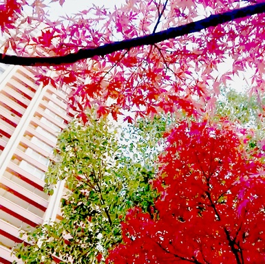 【単品】autumn&building【VJ素材】