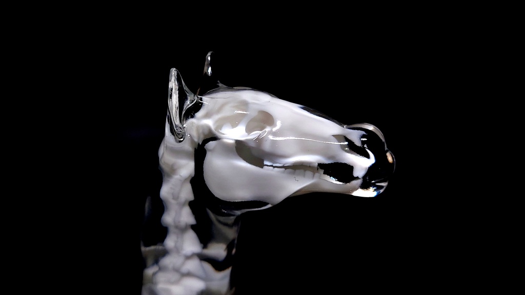 逆ケンタウロス 透明骨格標本