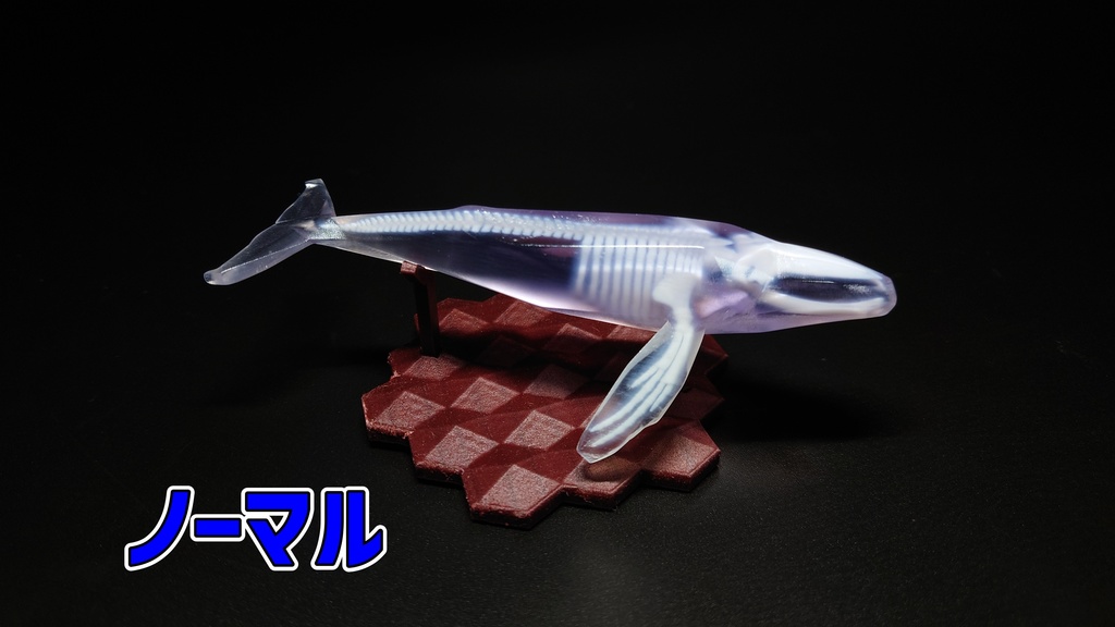 ザトウクジラ 透明骨格標本 【ワンフェス期間限定価格】