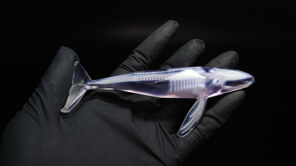 ザトウクジラ 透明骨格標本 【ワンフェス期間限定価格】