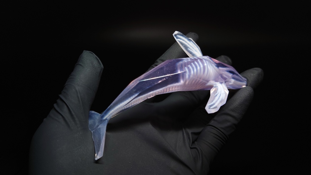 ザトウクジラ 透明骨格標本 【ワンフェス期間限定価格】