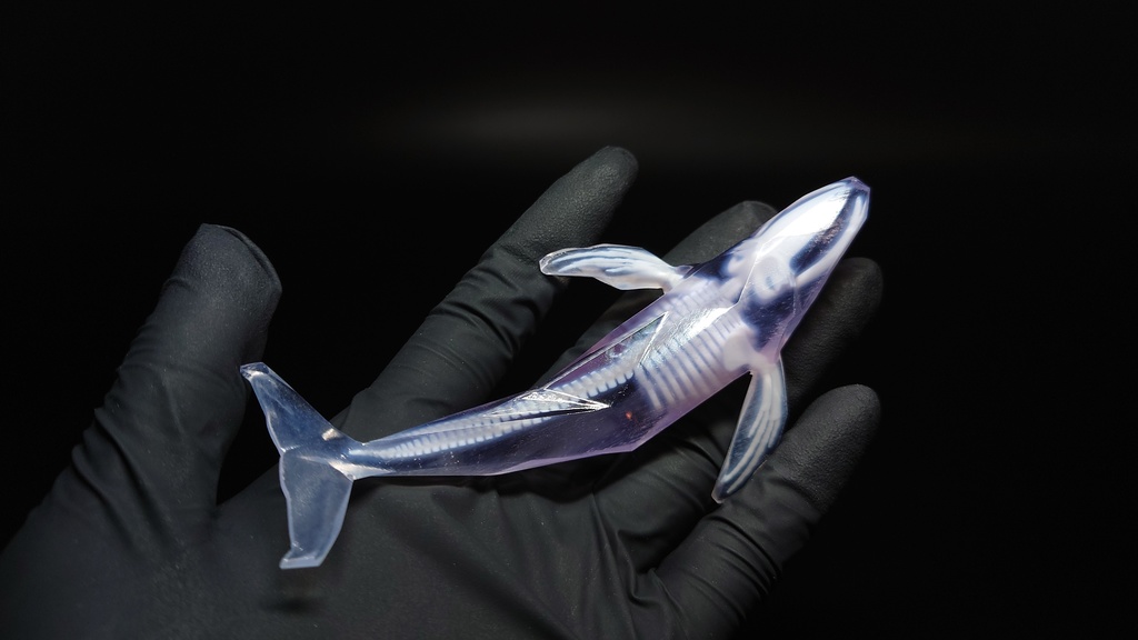 ザトウクジラ 透明骨格標本 【ワンフェス期間限定価格】