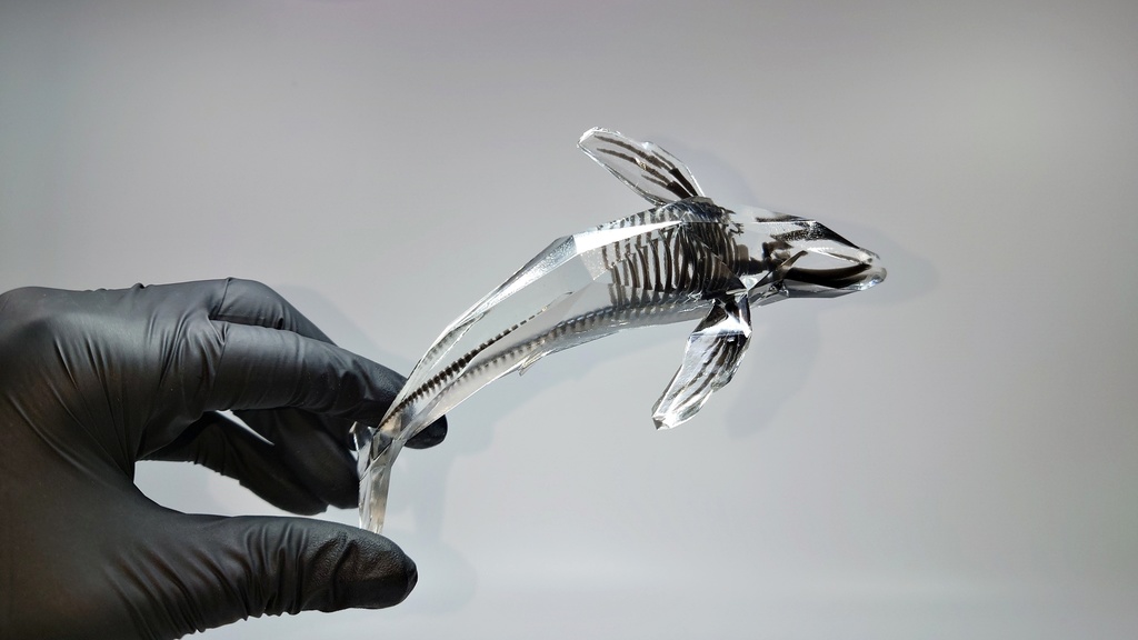 宝石鯨 飛泳 (ホウセキクジラ ヒエイ)