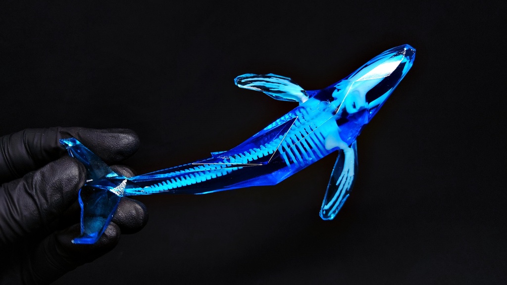 宝石鯨 飛泳 (ホウセキクジラ ヒエイ)