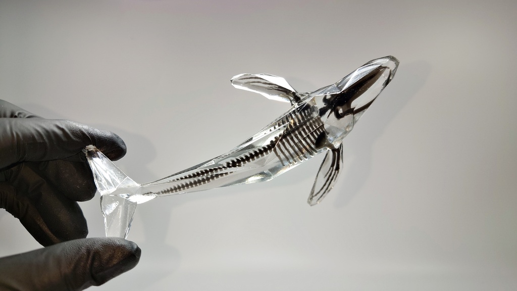 宝石鯨 飛泳 (ホウセキクジラ ヒエイ)