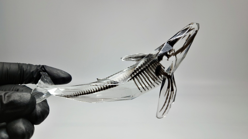 宝石鯨 飛泳 (ホウセキクジラ ヒエイ)