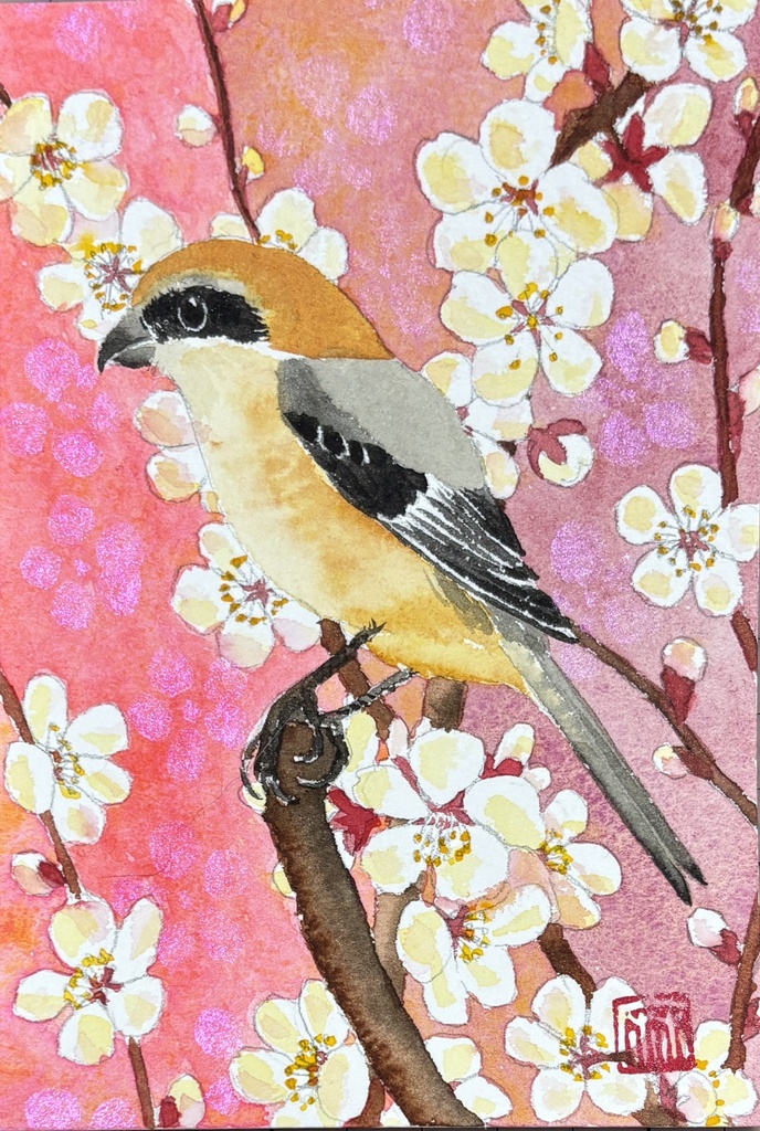 モズ 梅 ハガキサイズ