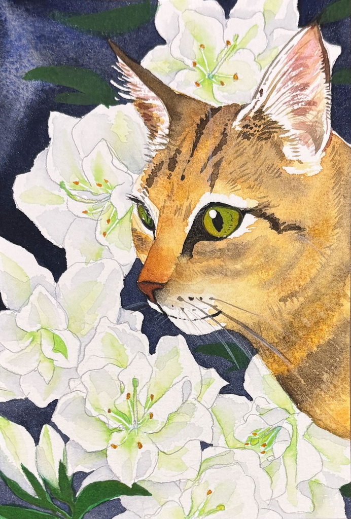 猫 クチナシ ハガキサイズ