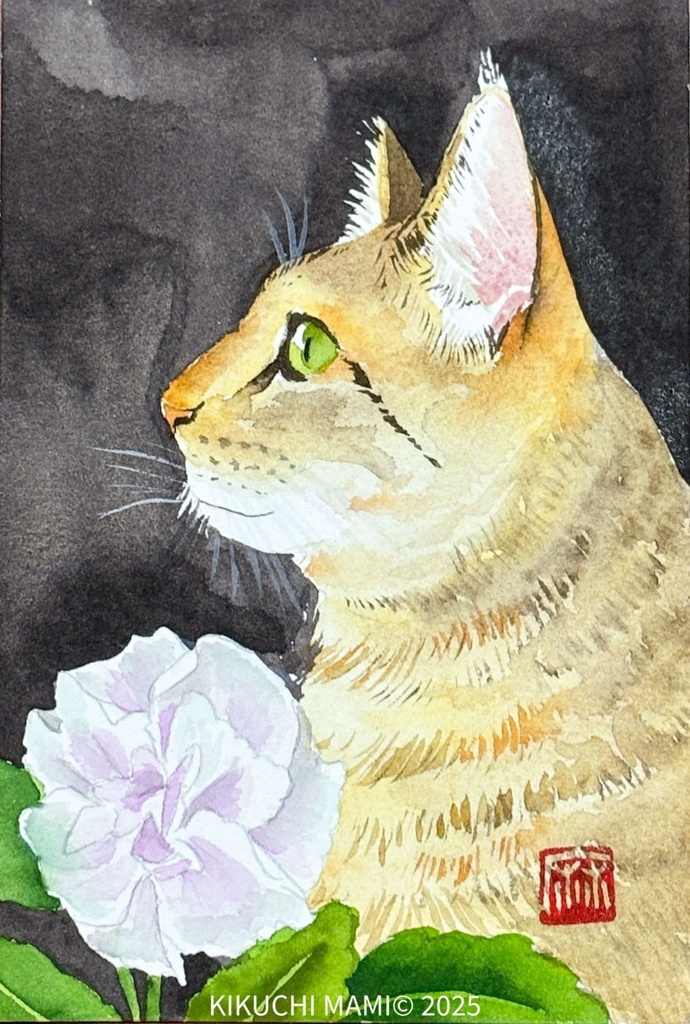 猫 八重咲パンジー ハガキサイズ