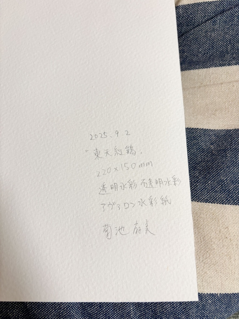 東天紅鶏 約SM号