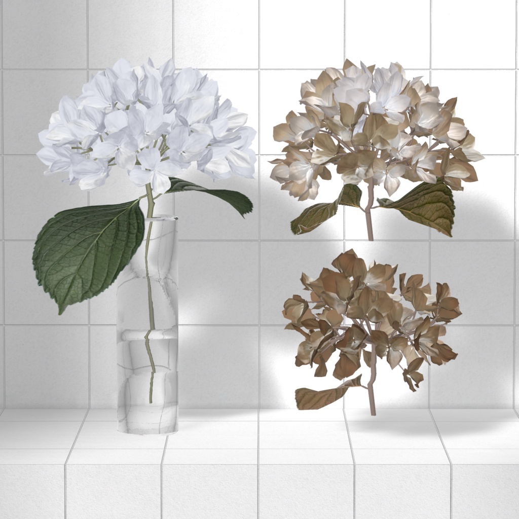 Hydrangea