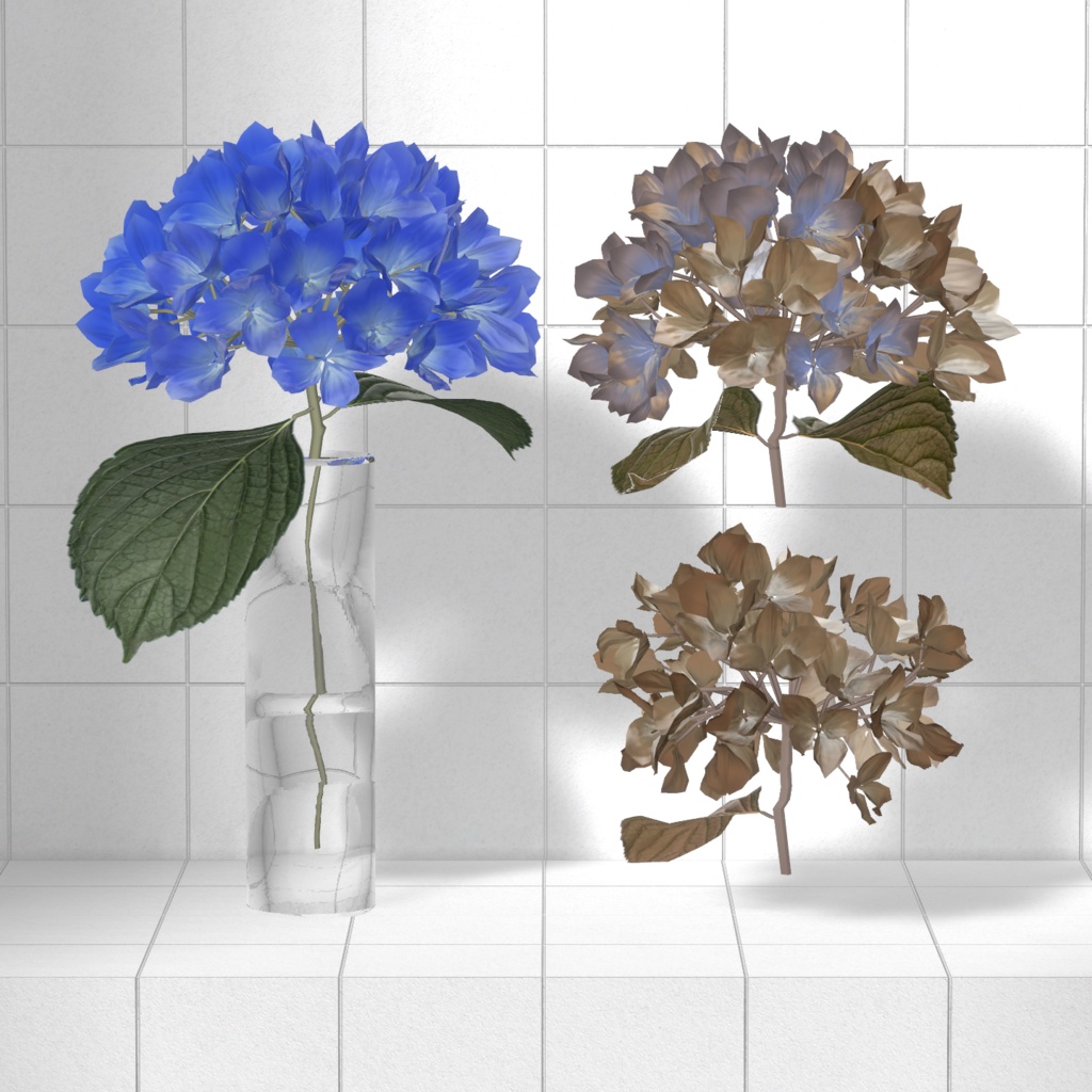 Hydrangea