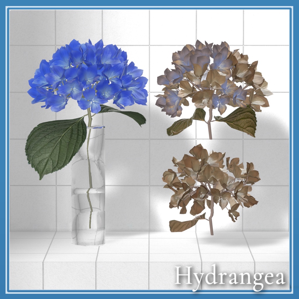 Hydrangea