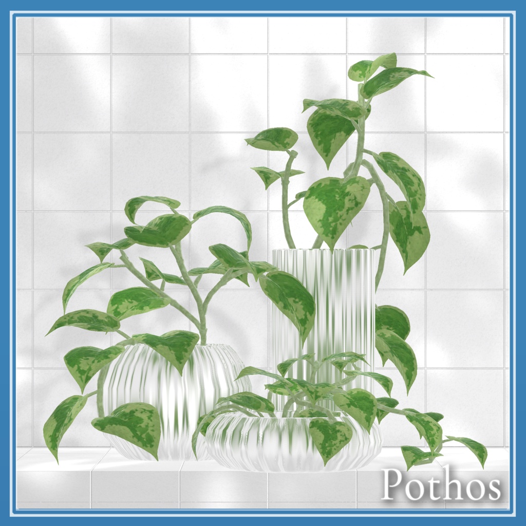 Pothos