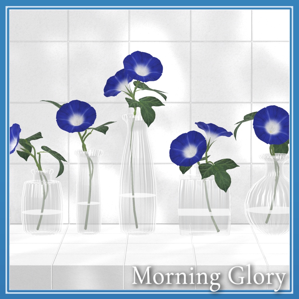 Morning Glory