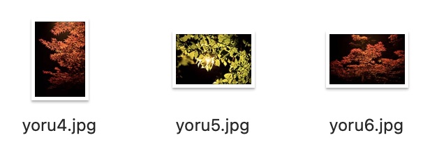 【無料】夜紅葉・花写真フリー背景素材