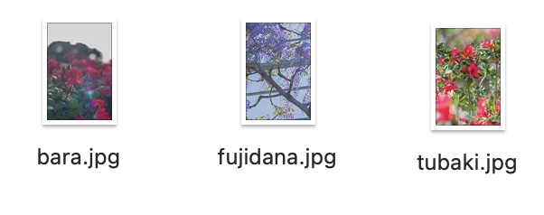 【無料】夜紅葉・花写真フリー背景素材