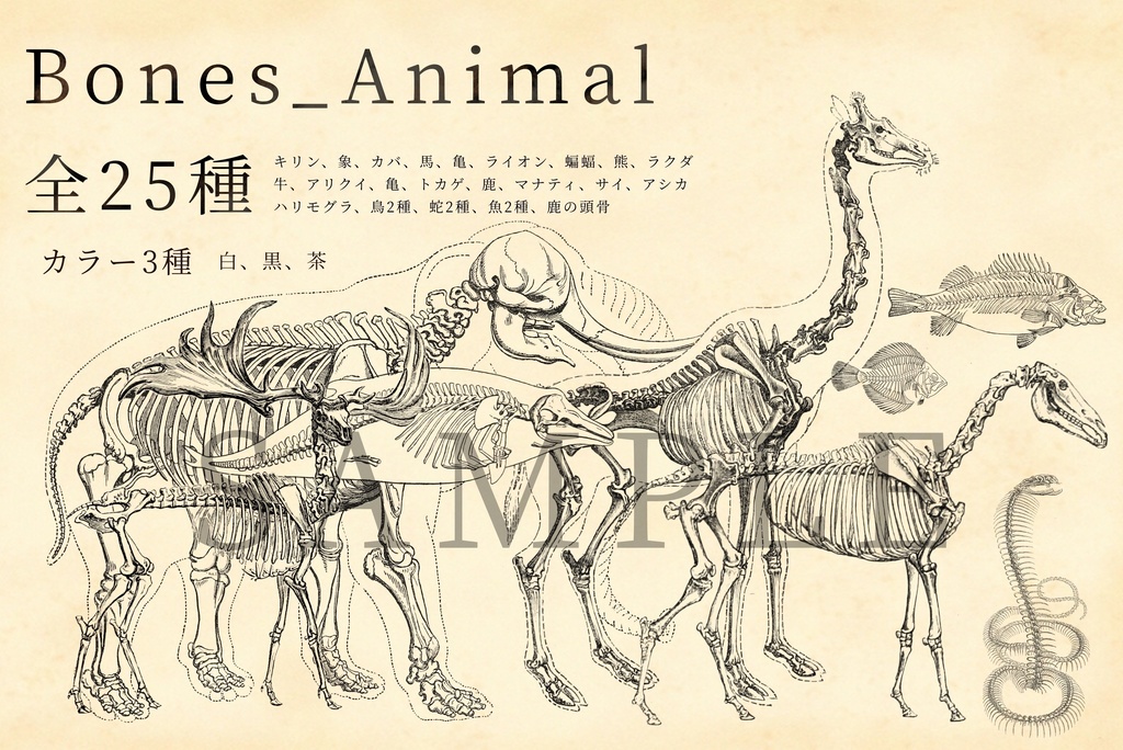 【無料/有料】骨・標本 素材集