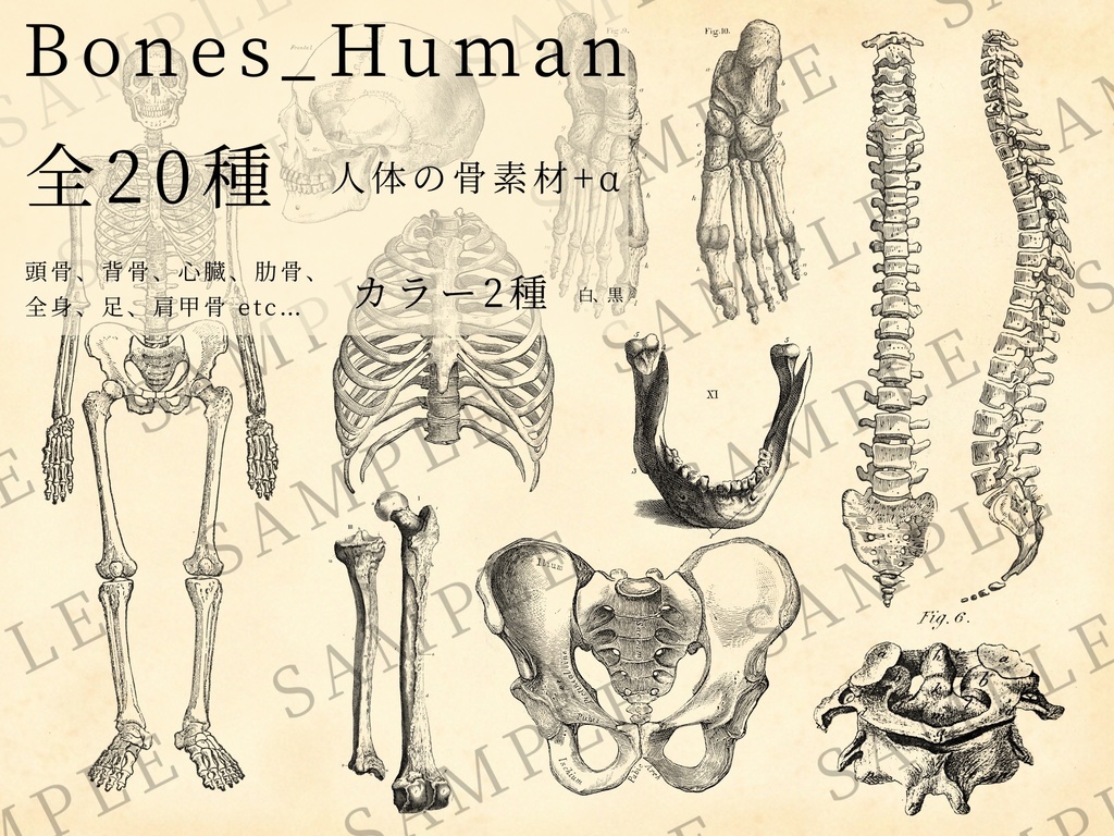 【無料/有料】骨・標本 素材集