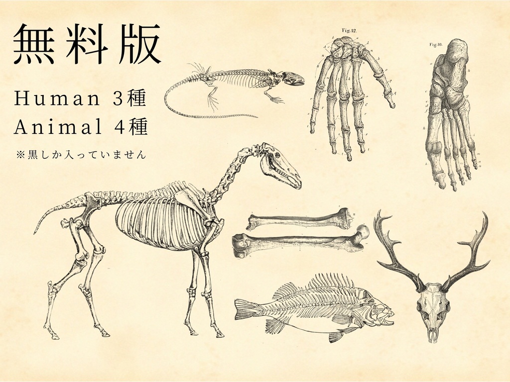 【無料/有料】骨・標本 素材集