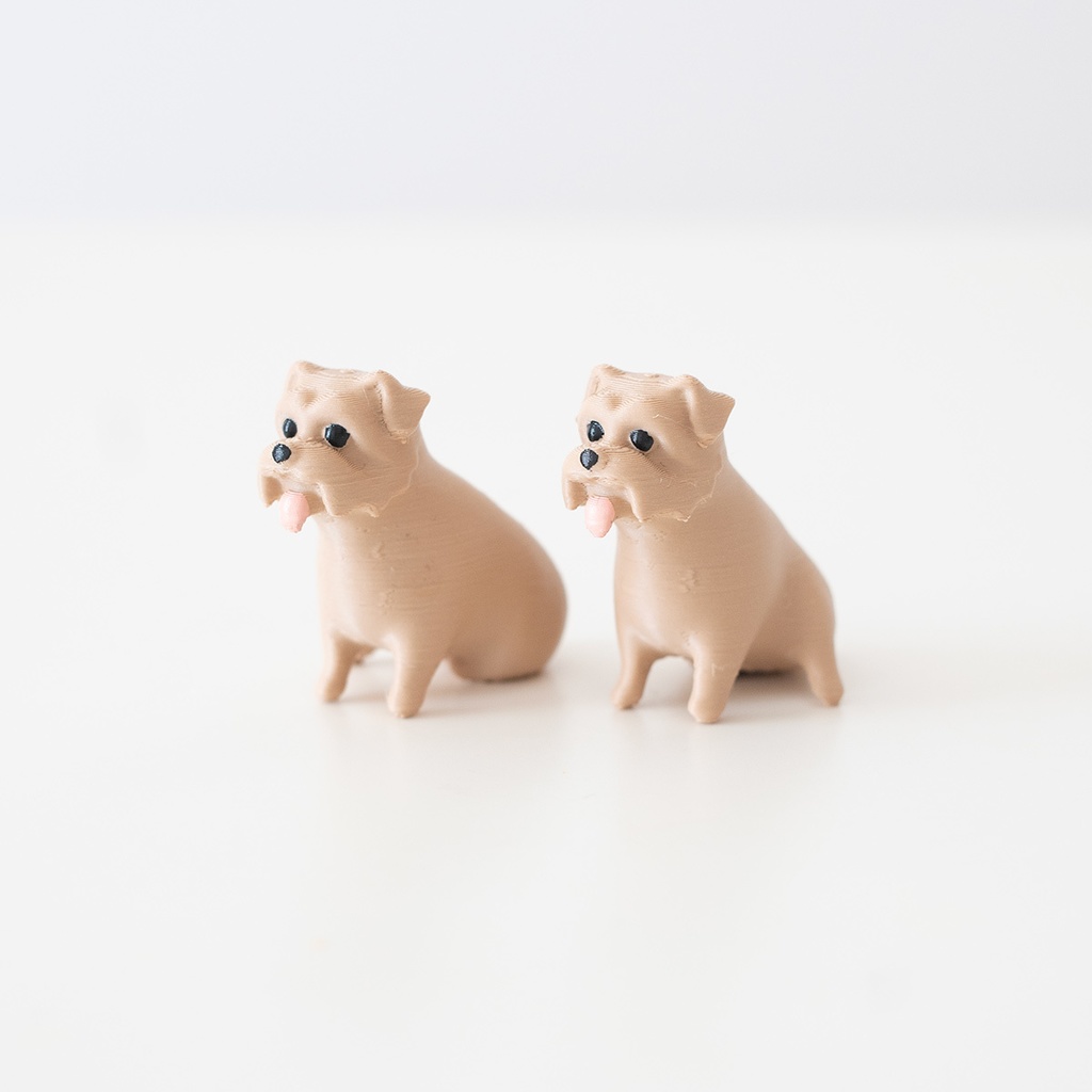 ノーフォークテリア　くつろぎおすわり